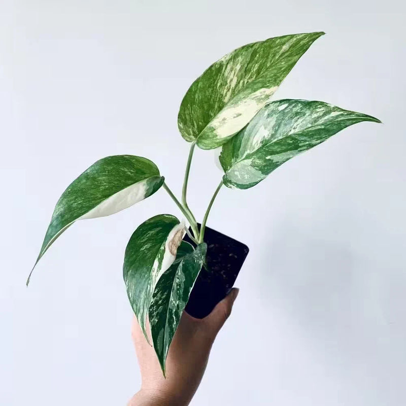 Variegated pothos live plant in black 4 in pot with green-and-cream leaves