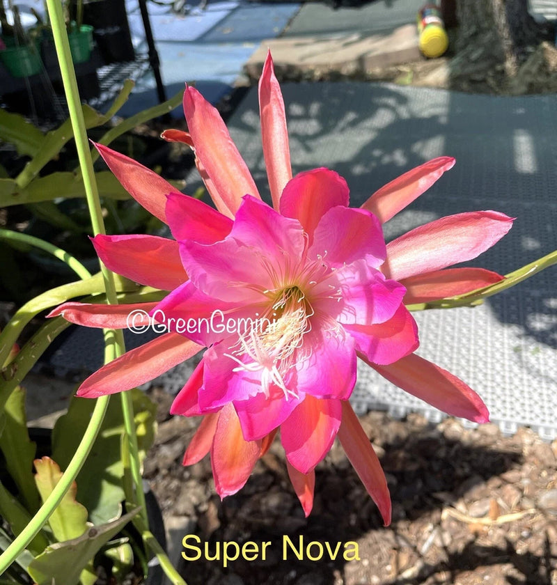 Pink and coral Epiphyllum orchid cactus flower with layered petals on green stems