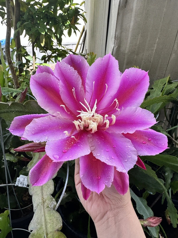 Purple orchid cactus flower with ruffled petals, held by hand