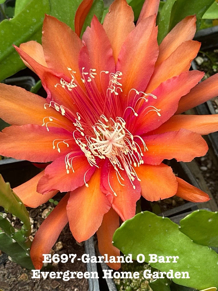 Orange orchid cactus flower in small starter pot with green leaves