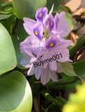 Four 4 Pond Plant Water Hyacinth Floating Purple Flowering Pond Plants Healthy Flowering Plants
