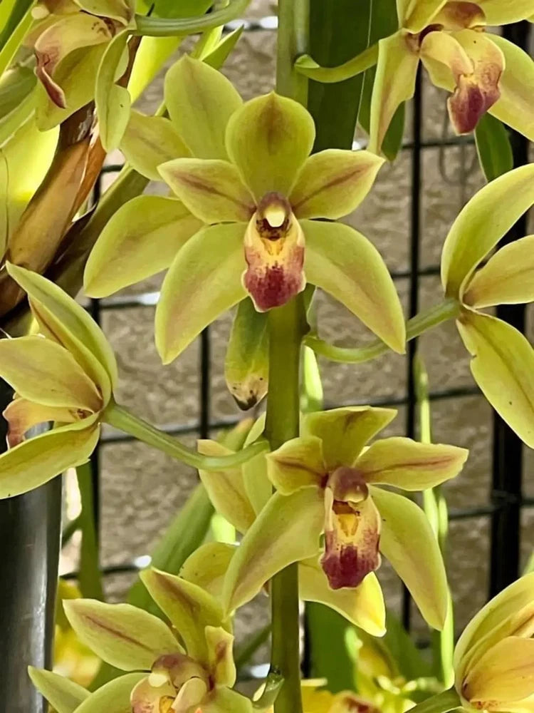 Orchid with yellow-green blooms and maroon centers, upright green stems