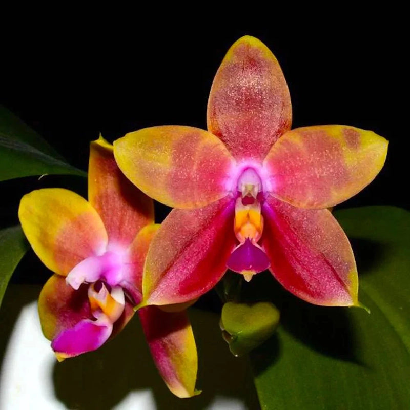 Pink and yellow Phalaenopsis orchid flowers with dark green leaves