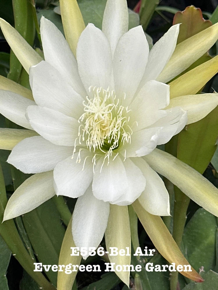 White epiphyllum orchid cactus bloom with long stamens and green pads