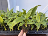 Basjoo Live Plant - Musa Basjoo Banana Cold Hardy Plant Green Plant