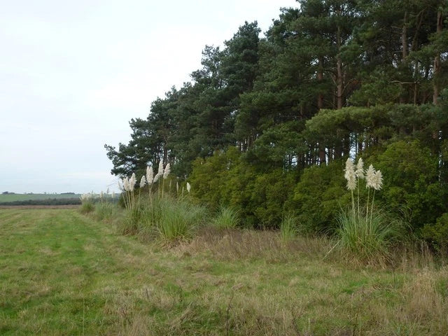 Photo A3 Not normal for Norfolk Great Massingham Pampas grass next to a  c2011 Pampas Grass