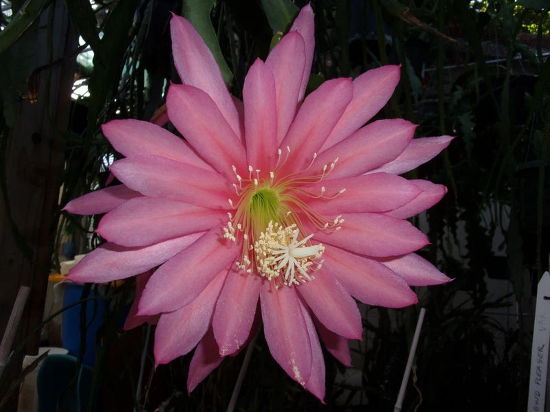 Pink Epiphyllum cactus orchid flower with pale center and long stamens