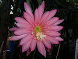 Epiphyllum  " FUSAE NAKANISHI " Cutting Orchids