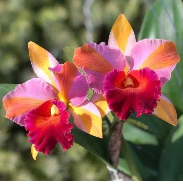 Multicolor orchid flowers with pink, orange, yellow and red petals