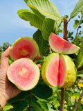 20 GUAVA Psidium Guajava Fruit Tree Shrub Evergreen Seeds *Flat S/H Green Plant