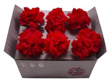 Preserved Ice Dry Carnations - Pastel Pink Set of 6 Elegant Decorative Flowers Carnation
