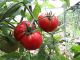 Tanunda Red - dwarf or container variety with luscious red fruit Garden Plants