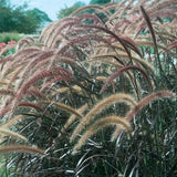 1 Gal. Royale. Graceful Grasses Purple Fountain Grass Live Annual Plant, Pink Fl Pampas Grass