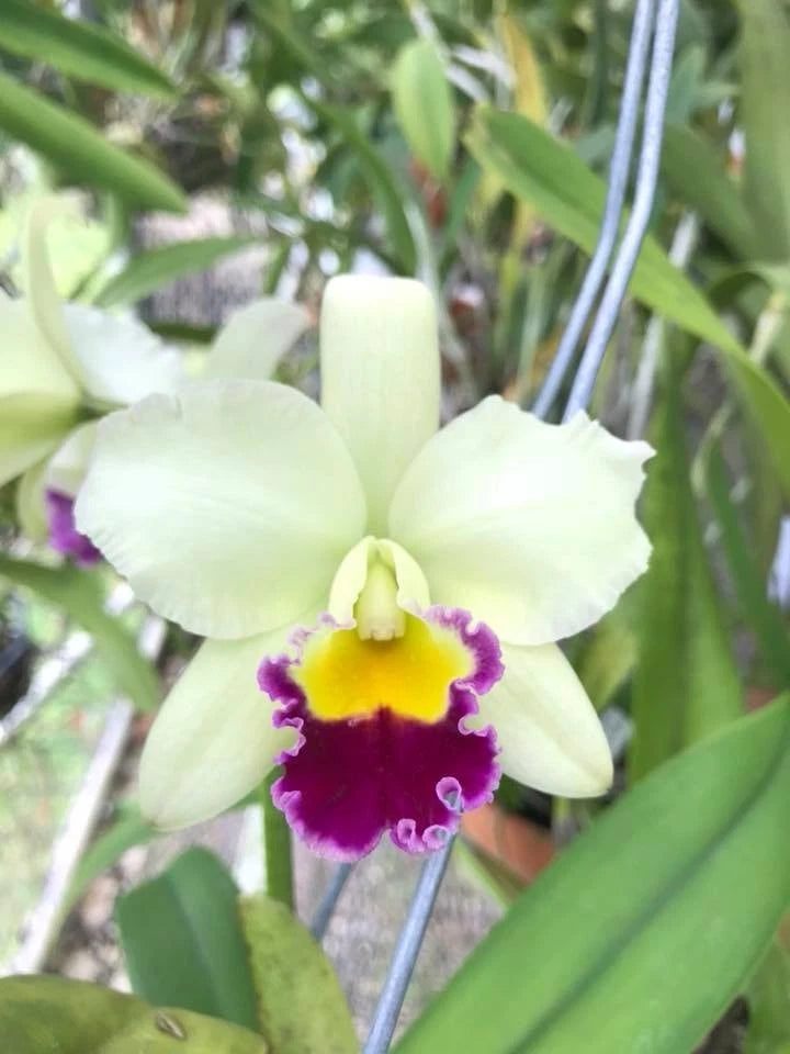 (191-1) C. Shinfong Jack (Irene Finney _ Hsinying Catherine)  MS Orchids