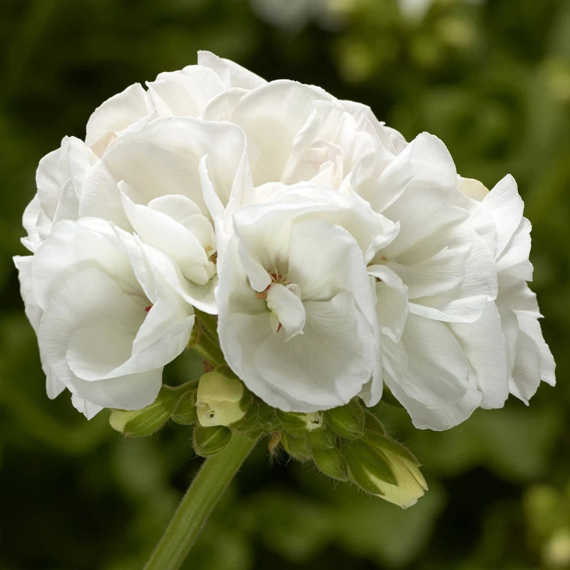 White double geranium flower with layered petals and green buds