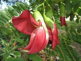 Sesbania Grandiflora Tree 20 Seeds, Edible Scarlet Wisteria Hummingbird Garden Flowering Plants