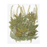 50 Pcs Dried Pressed Flower Leaves Bulk for Resin, Dried Green Dried Flower