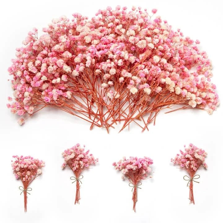 Mini dried baby's breath sprigs, pink and white, multiple small bundles