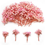 1500+ Mini Pink Dried Babys Breath Flowers, 50pcs Baby mini, white&pink Dried Flower