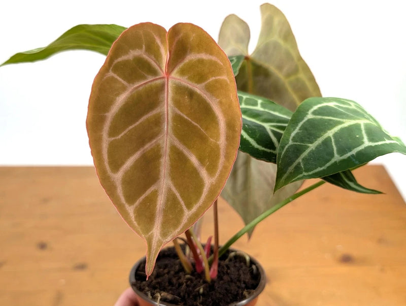 Anthurium crystallinum plant in 4-inch pot, heart-shaped leaves with silvery veins