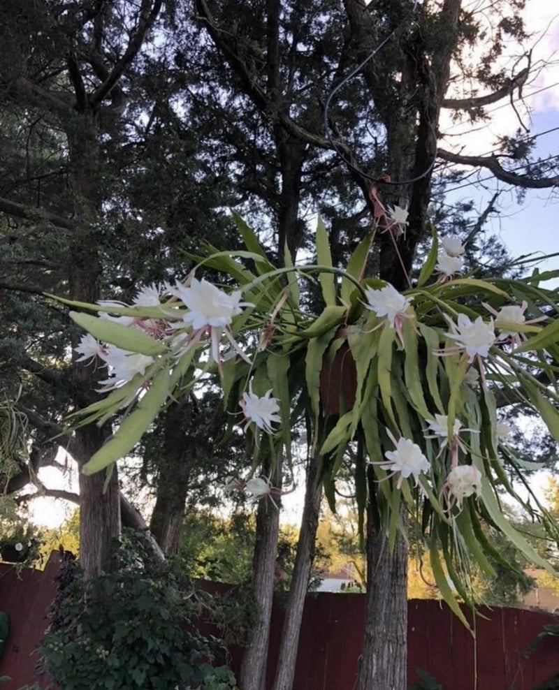 Well-rooted orchid cactus plant with hanging white blooms and long green leaves
