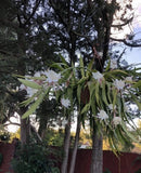 Epiphyllum Oxypetalum (Queen of the Night Orchid Cactus) Well-rooted Live Plant Orchids