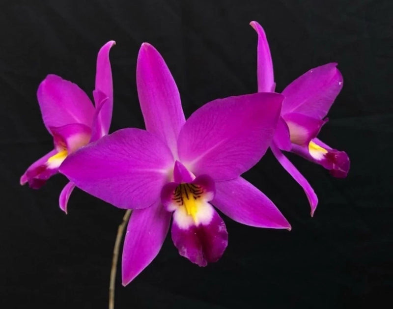 Laelia Anceps 'Velvet King' orchid with vivid purple-magenta flowers