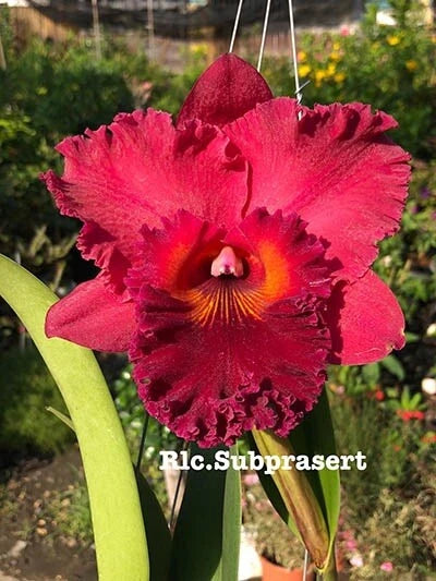 Live orchid plant with red-pink Rlc.Subprasert flower and green leaves
