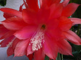 25+ SEEDS Epiphyllum Orchid Cactus MANGO TANGO x MYSTERIAN free shipping Orchids