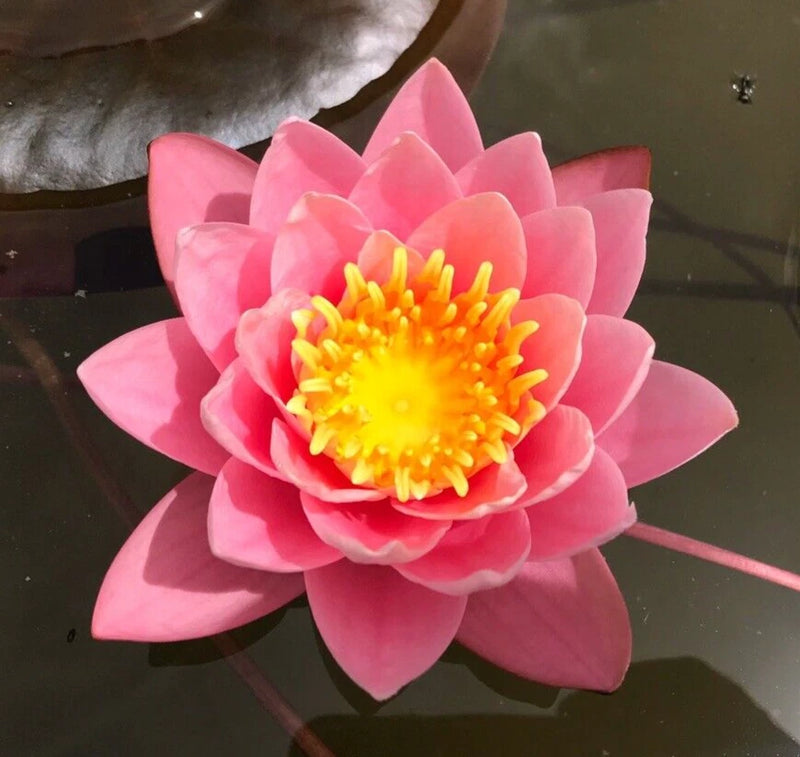 Nymphaea "Pink Sensation" Water Lily (Winter Hardy) | Sprouted Tuber/Rhizome Lily