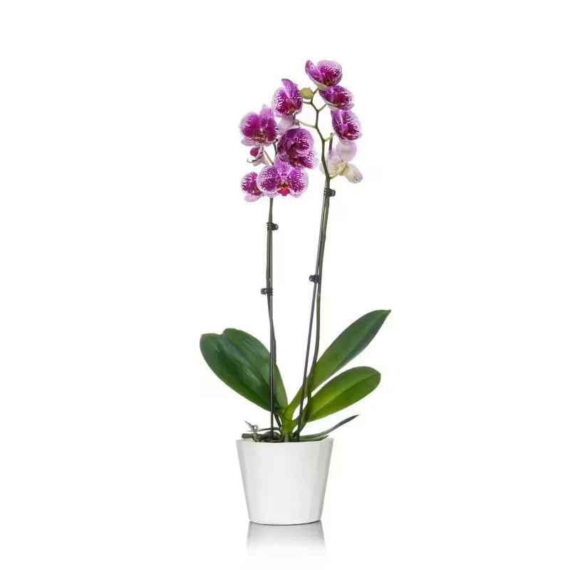 Purple spotted orchid plant with green leaves in white pot, 2-stem