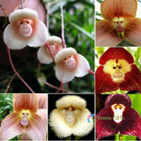 50 Seeds Monkey Face Orchid Rare Flowers Type Peculiar Beautiful Home Gardening Flowering Plants