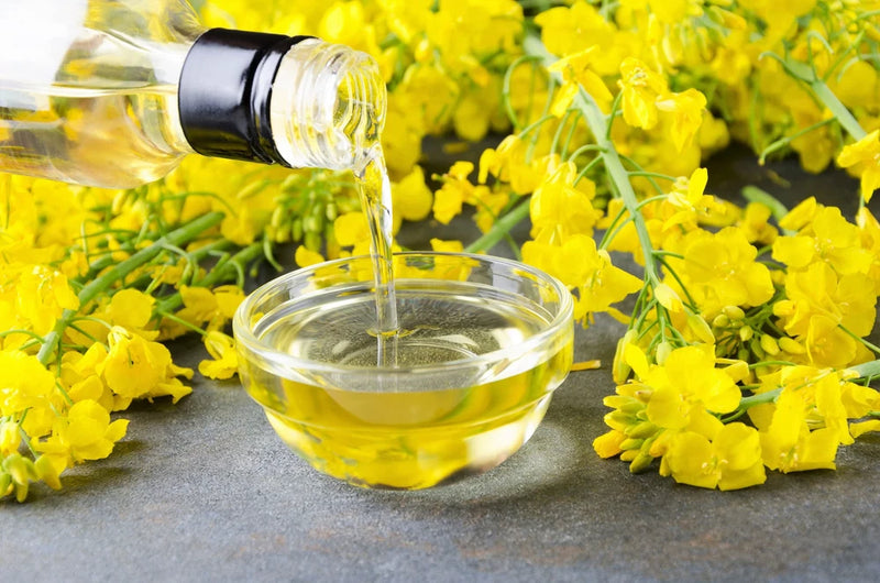 1000 ' WICHITA ' Winter CANOLA Brassica Napus Rape Oilseed Cover Crop Seeds Flowering Plants