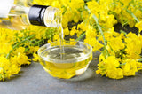 1000 ' WICHITA ' Winter CANOLA Brassica Napus Rape Oilseed Cover Crop Seeds Flowering Plants