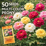 50 Multi-Color Peony Seeds Perennial Large Fragrant Garden Blooms Garden Plants