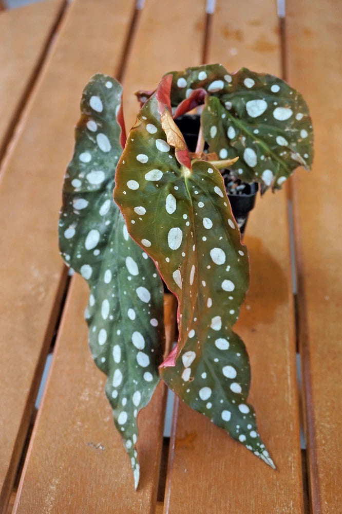 Angel-wing begonia plant with speckled green leaves and red stems