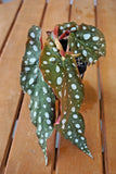 Begonia maculata; Angel-Wing Begonia; 3Ó plant; Bare-Root Shipping Orchids