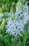 25 Blue WILD HYACINTH Camassia Scilloides Eastern Camas Lily Native Flower Seeds Flowering Plants