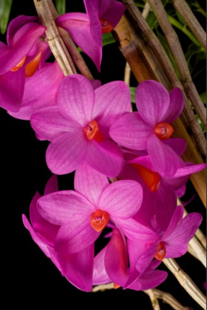Dendrobium glomeratum orchid cluster with purple-pink blooms and orange centers on stems