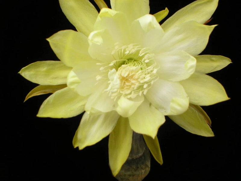 Orchid cactus bloom with pale yellow, star-shaped petals