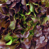 Red Romaine Lettuce Seeds 1,200+ Seeds Healthy Leafy Garden Greens Free Shipping Garden Plants