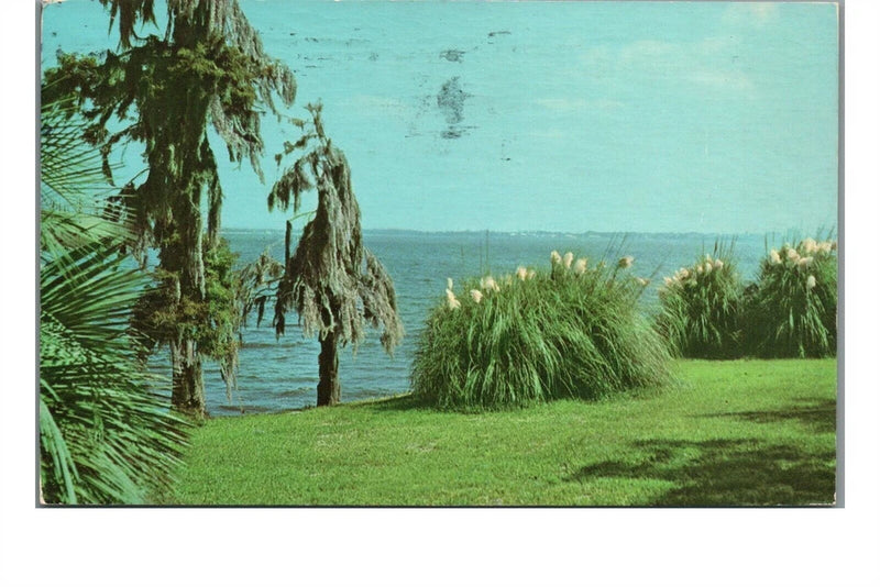 VTG 1956 Postcard Pampas Grass Spanish Moss & Palms Lake Charles Louisiana LA Pampas Grass