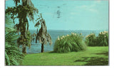 VTG 1956 Postcard Pampas Grass Spanish Moss & Palms Lake Charles Louisiana LA Pampas Grass