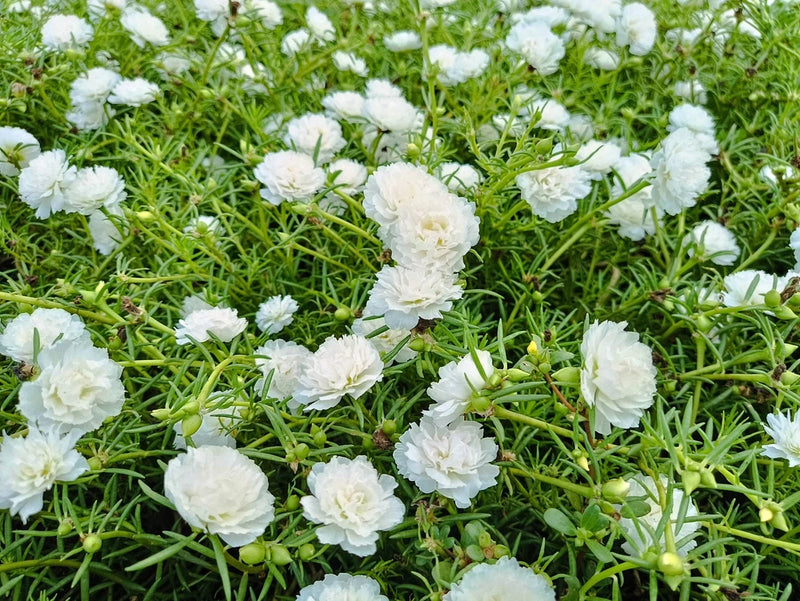 100 WHITE PORTULACA Grandiflora / MOSS ROSE Flower Seeds *Flat S/H Flowering Plants