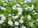 100 WHITE PORTULACA Grandiflora / MOSS ROSE Flower Seeds *Flat S/H Flowering Plants