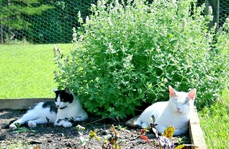 Catnip Seeds 1000+ Herb Perrenial Garden NON-GMO USA FREE SHIPPING Garden Plants