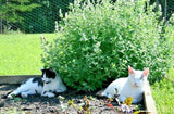 Catnip Seeds 1000+ Herb Perrenial Garden NON-GMO USA FREE SHIPPING Garden Plants
