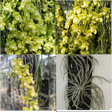 1 Pant Chiloschista viridiflava (yellowish-green) Green Plant