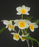 Orchid live Dendrobium farmeri - bare root Orchids