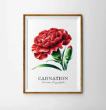 Carnation Flower Botany Hand Drawn Illustration Print Carnation